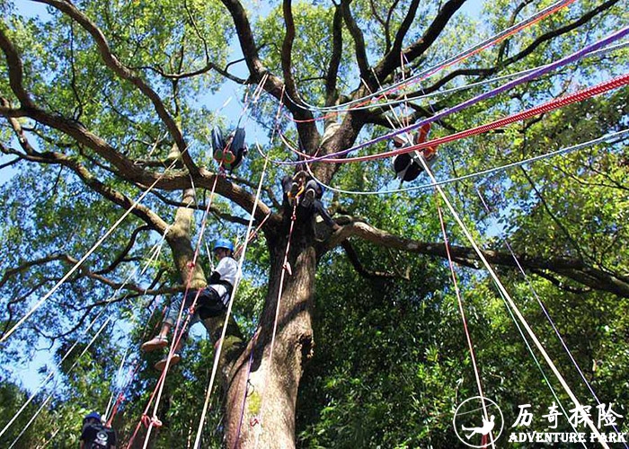 攀树 树上拓展 森林探险 树上攀爬 亲子互动体能训练设备 厂家规划设计建设 