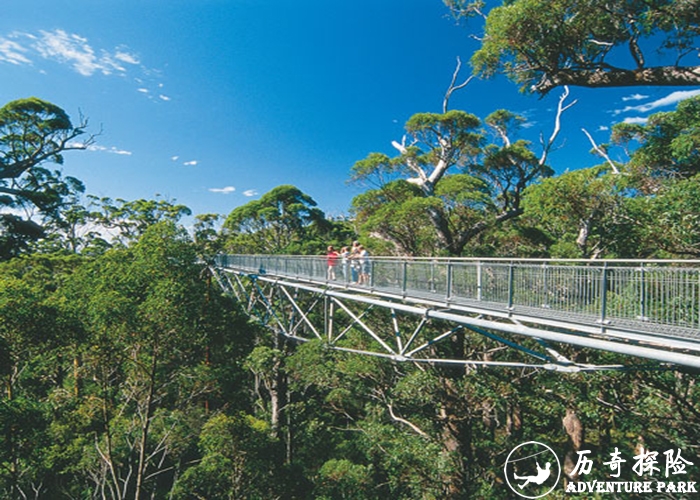 树顶吊桥游乐工程设计生产制造树梢漫步设备报价树顶步道 树冠漫步定制